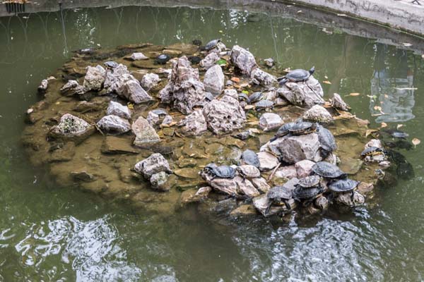Athen Nationalgarten Wasserschildkröten