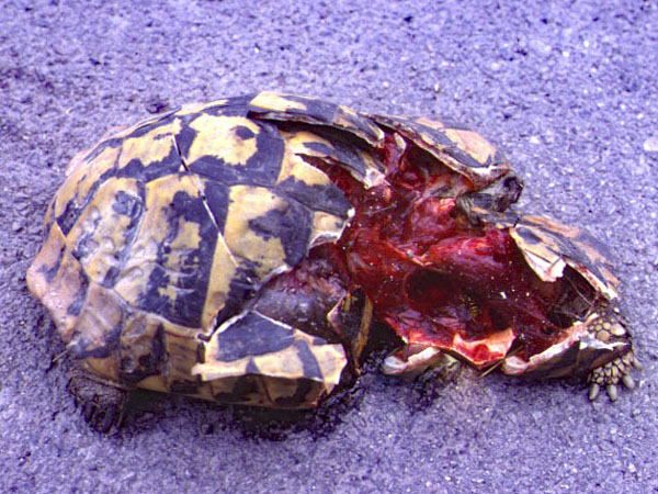 Tote Schildkröte