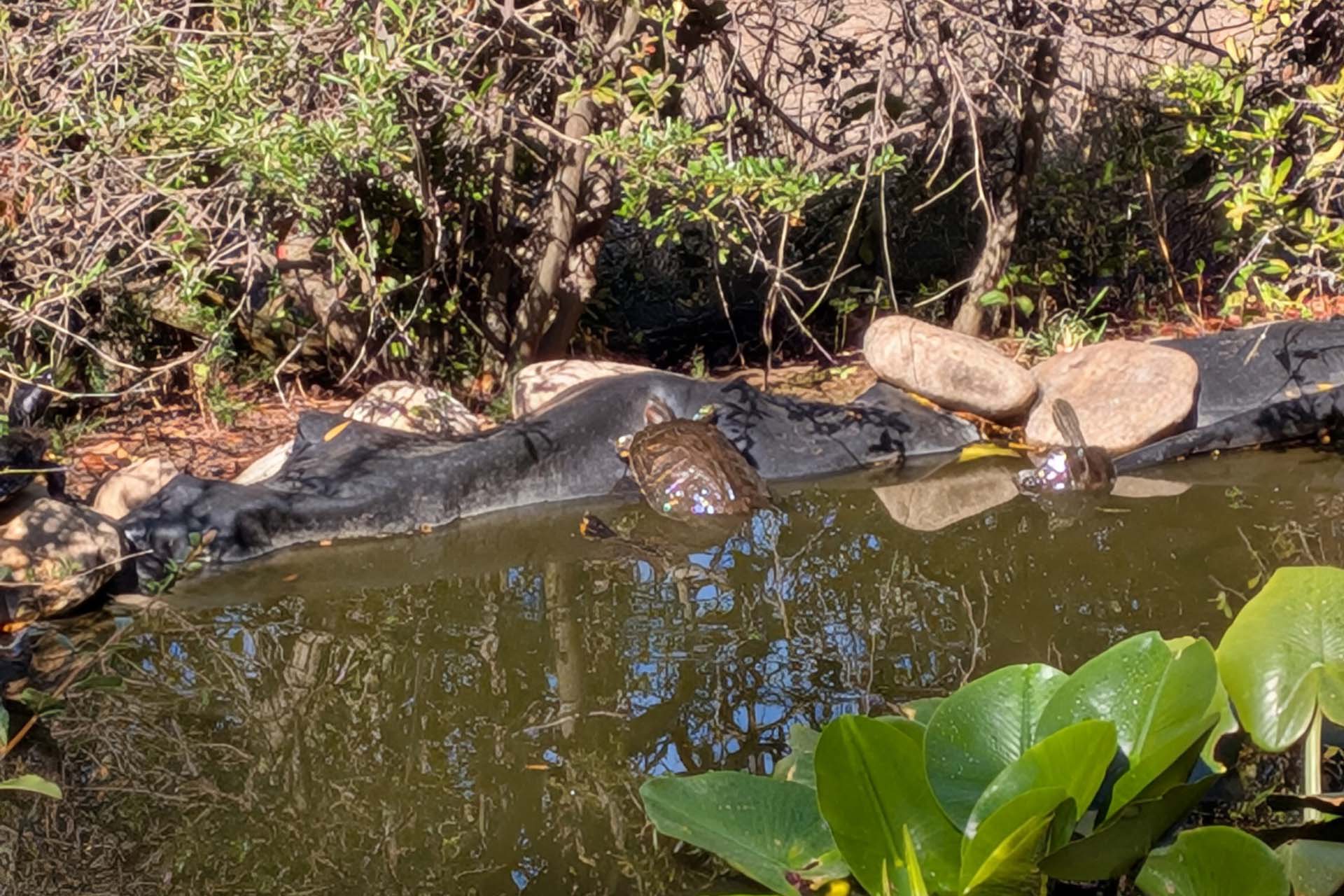 Agora-Vogelpark Schildkr&ouml;tenteich