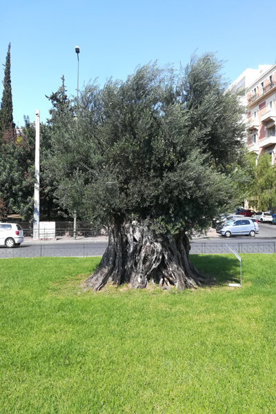 Athen Olivenbaum