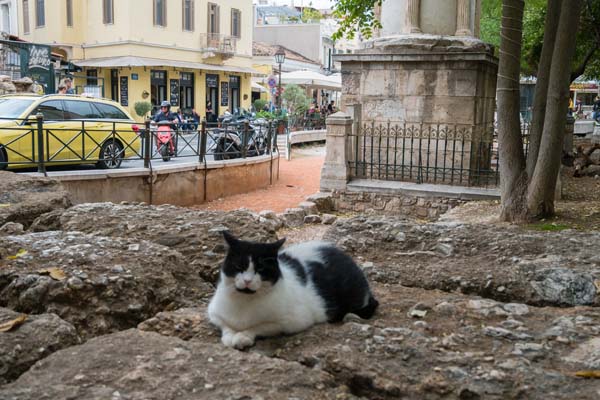 Athen Plaka Lysikratesmonument Katze