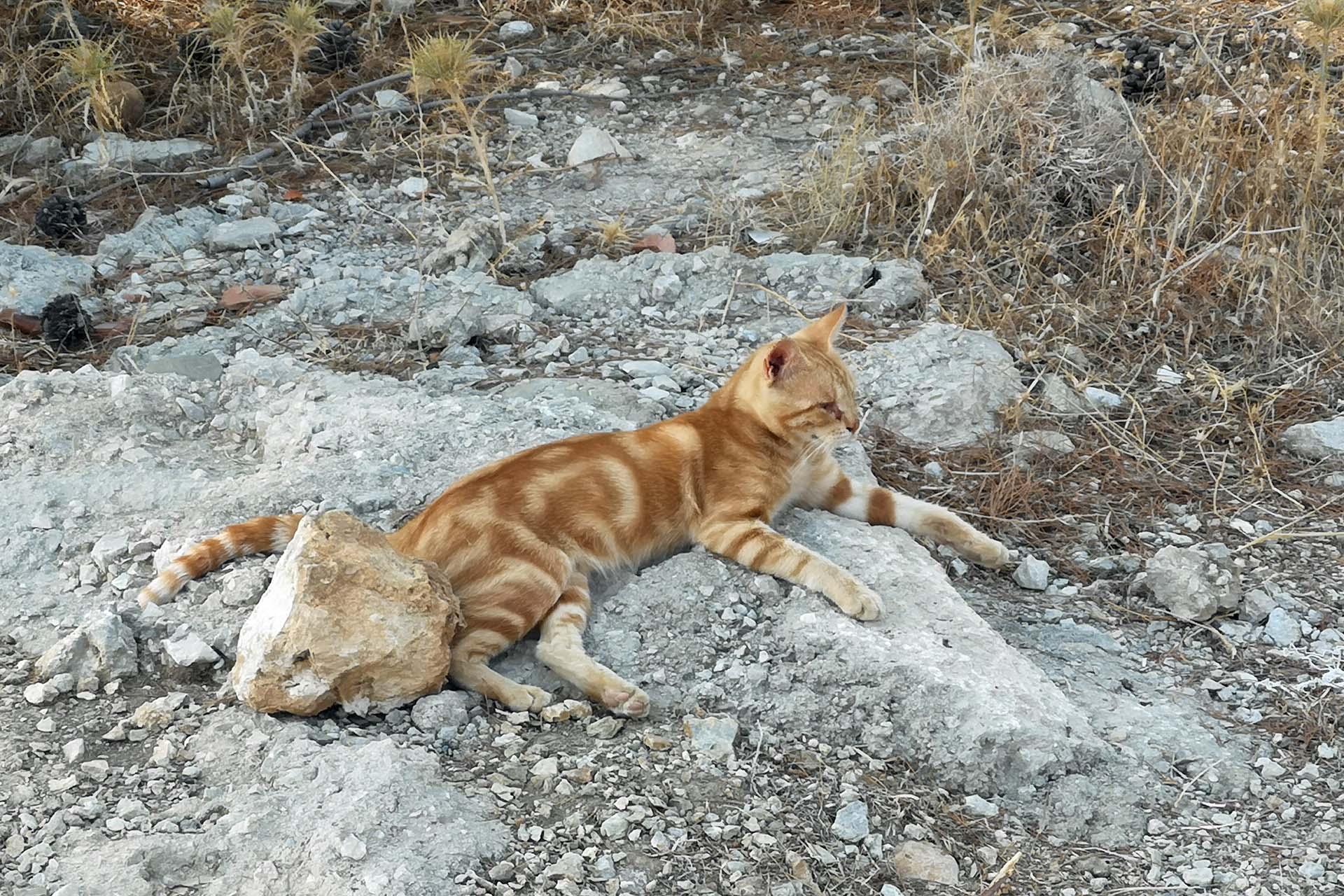 Kyra Panagia Katzenhilfe